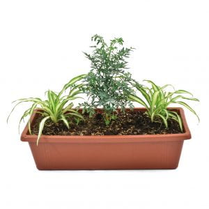 Combo #10 - Lazo de Amor y Ruda: Plantas para limpiar las energías