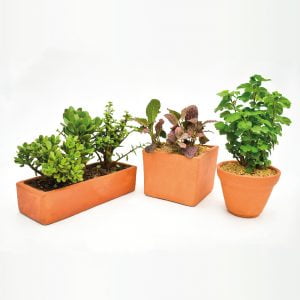 Combo #12 - Trio de plantas para la prosperidad y abundancia