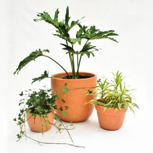 Combo #13 - Plantas purificadoras de aire