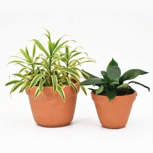Combo #7 - Plantas de Abundancia y Purificación de Aire