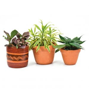 Combo #8: plantas de abundancia, bienestar y purificación