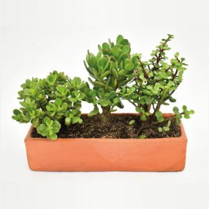 Combo #9 - Trio de Jades: plantas para la riqueza en el Feng Shui