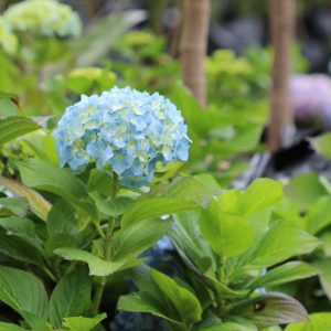 Hortensia o hydrangea macrophylla