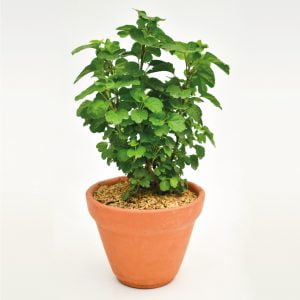 Millonaria: planta para la riqueza y la abundancia