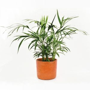 Palma Areca 0.40 mts: planta purificadora de aire