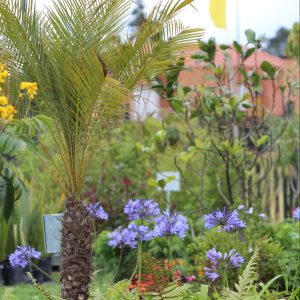 Palma Phoenix Robellini o Roebellinii R3 0.60 mts