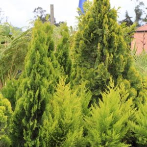 Pino libro dorado 0.80 mts