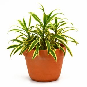 Dracaena Canción de la India: planta purificadora de aire