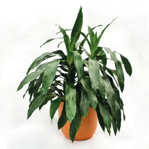 Dracaena Janet Craig: planta purificadora de aire