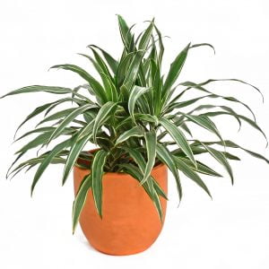Dracaena Warneckii: planta purificadora de aire