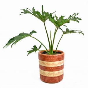 Filodendro o philodendron selloum: planta purificadora de aire
