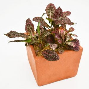 Planta Fittonia: Abre caminos y remueve obstáculos
