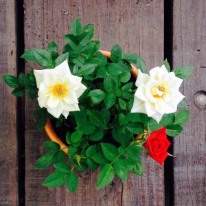 Rosas Miniatura