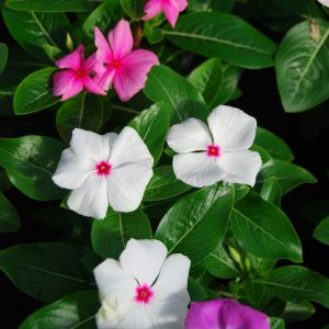 Impatiens Nueva Guinea