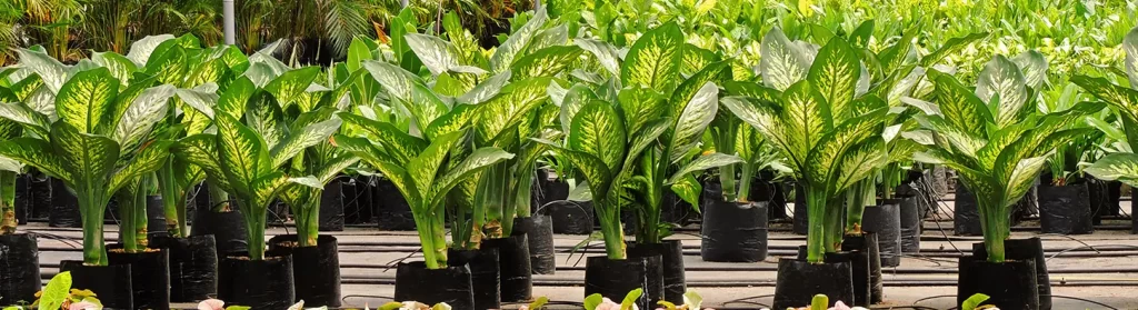 jardineros banner superior cultivos 2