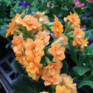 Planta Kalanchoe, Kalanchoe blossfeldiana