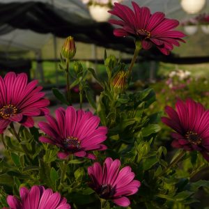 Siembre amor, cosecha amistad