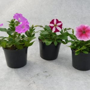 Petunia x 3