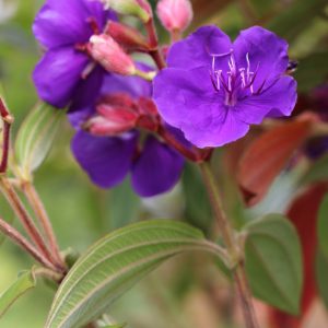 Siete Cueros Nazareno 1.50 mts - Pleroma urvilleanum