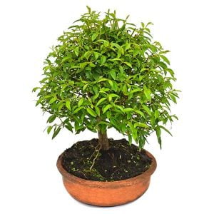 Bonsai Guayacán 3 años