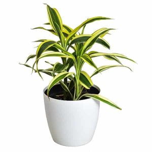 Planta Dracaena Canción de la India
