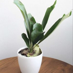 Planta Helecho Cuerno de venado