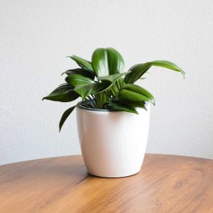 Planta Lirio del Amazonas o billete