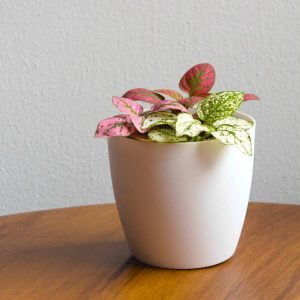 Planta Polka dot