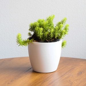 Planta Suculenta sedum