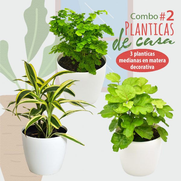 02 COMBO 2 PLANTICAS DE CASA 09