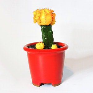 Cactus injerto amarillo en matera cerámica