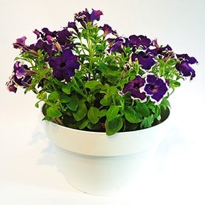 Petunia en matera Loft urban bowl