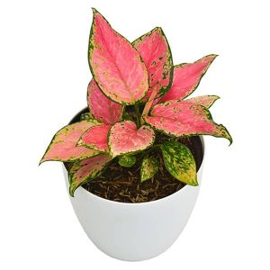 Planta Aglaonema Sansea