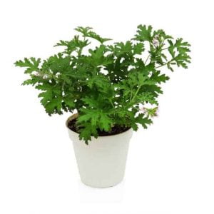 Sorcilicio: planta de limpieza