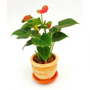 Planta Anturio en matera barro mini