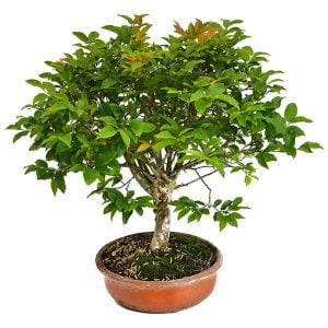 Bonsai Jaboticaba 3 años