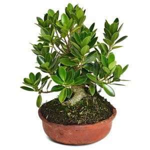 Bonsai Ficus Retusa 3 años: Equilibrio Natural