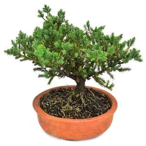 Bonsai Pino Rastrero 3 años - Bonsai de la Sabiduría