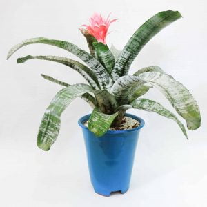Bromelia Aechmea Fasciata