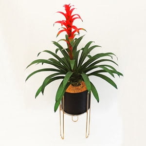 Bromelia Guzmania