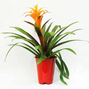 Bromelia Guzmania en matera de cerámica