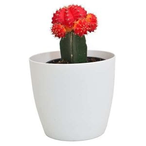 Cactus injerto