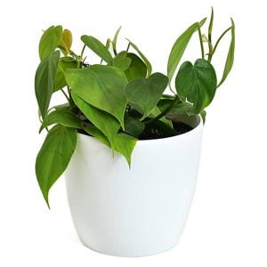 Planta Cordatum Verde