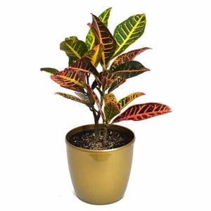 Planta Croto Victoria