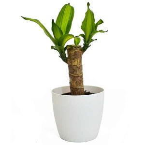 Planta Tronquito de la felicidad mini