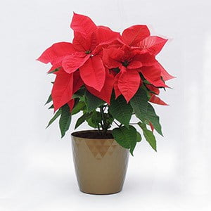 Flor de navidad mediana matera decorativa dorada