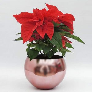 Flor de Navidad en matera metálica cobre