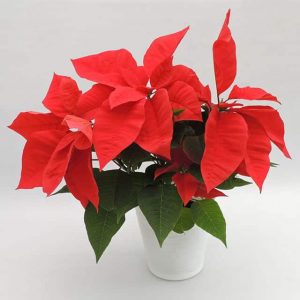 Flor de Navidad mediana en matera blanca