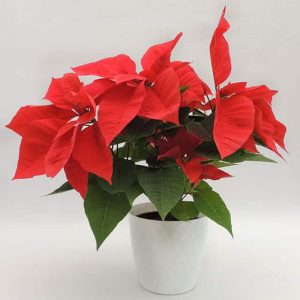 Flor de navidad mediana matera decorativa blanca