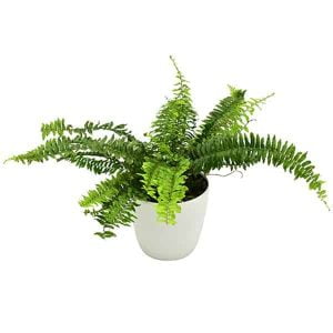 Planta Helecho Boston